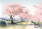 Cherry blossoms Watercolor sketch「桜」水彩スケッチ 