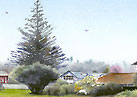Fia Tree (Hahei / New Zealand)　樅の木 （ハヘイ / ニュージーランド）