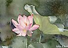 Lotus Flower No.2 蓮の花　その2