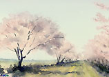 花見川沿いの桜並木を描いた水彩画