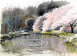 千葉、花島公園の池にかかる桜の水彩画